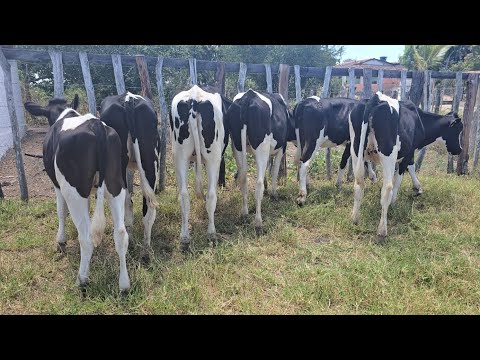 Garrotas holandesas à venda; Fazenda Ouro Verde; Lagoa do Ouro-PE