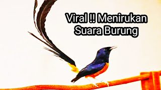 Download lagu Cara Menirukan Suara Burung Dengan Plastik Bekas mp3