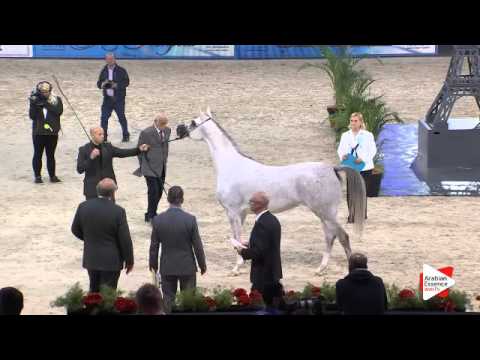 N.53 EUZONA - Paris 2015 - 4+ year old mares (Class CM3 A)