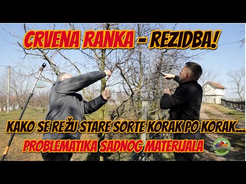 Rezidba šljive CRVENE RANKE u Valjevu, Jovan Milinković, Milivoj Timotić | Svet voćarstva