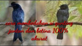 Download lagu Cara membedakan srigunting jantan dan betina 100% akurat mp3
