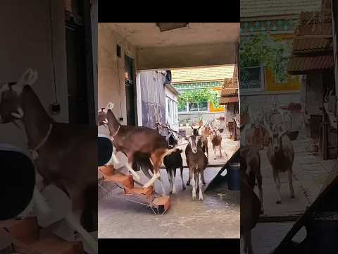 funny goat movement __|| #trending #viral #youtubeshorts #shorts