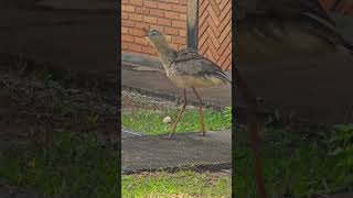 Siriema Estufada #aves #animais