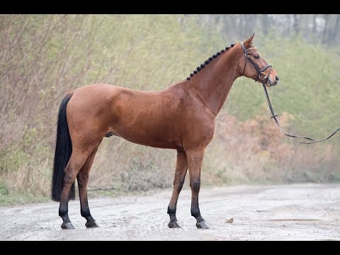 8 yo gelding NUMERUS ( Numero Uno x Castillo) training 19.01.18