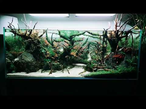 IAPLC 2018 aquascaping 🍃 PezVerde
