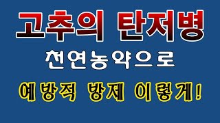 [텃밭농부. 1,115]  고추의 탄저병은  예방적 방제가 답이다. #고추재배