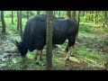 Indian Gaur Indian Bison