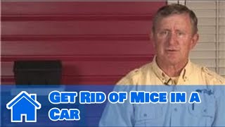Getting Rid of Mice : How to Get Rid of Mice in a Car