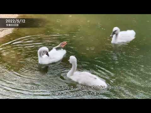 白鳥の赤ちゃん成長日記②【5/4~5/13】