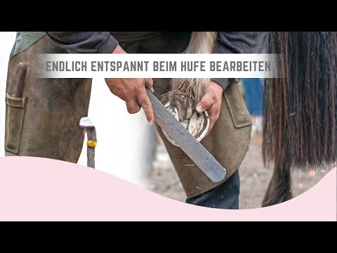 so hält dein Pferd still beim Hufschmied | Schritt für Schritt Anleitung zum Nachtrainieren 🐴
