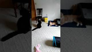 Wayne- black male- our first sire!