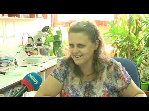 Najezda biljnih stenica u Hrvatskoj - TLM - 05.09.2019.