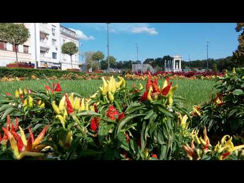 Info - Papričice u parku u centru Niša (TV KCN 04.10.2026)