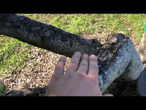 Maslinarski vlog 22.11.2020 - kalemljenje maslina