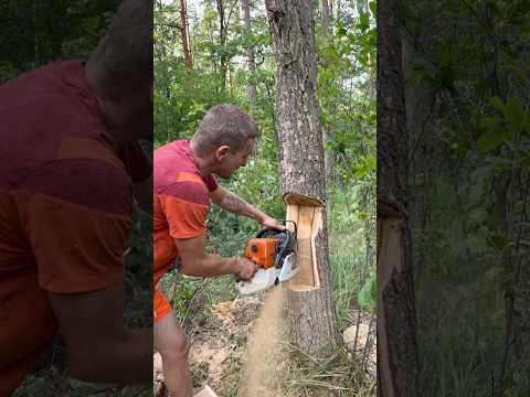 Smarter Way To Cut Trees (​@lis.tv6) #shortsvideo