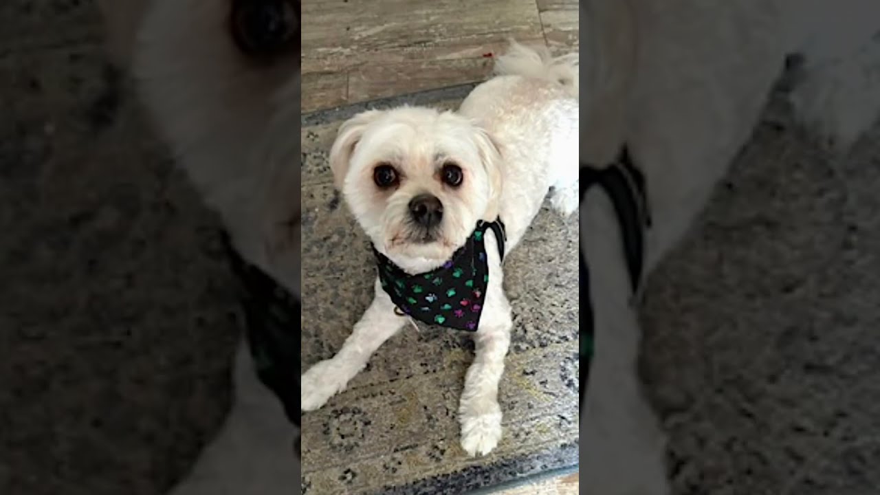 Enlarge Winnie, a Adopted mixed breed in Walnut Creek, CA video 2/6