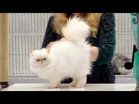 CFA International Show 2019 - Himalayan Persian Kitten Class Judging
