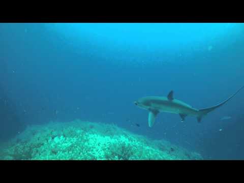 Fuchshai - Tresher Shark Close-Up on Brothers, Brother Islands,Ägypten