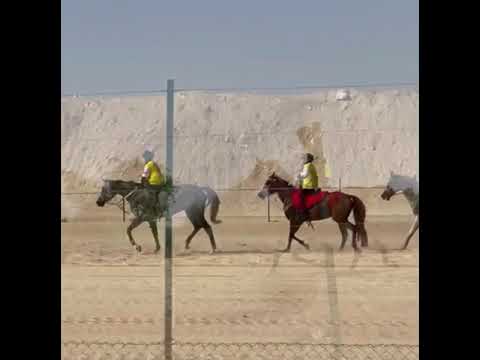 اسطبلات سند المرموم