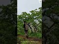 Maharashtra Forest Department Forest Life Forestguard Target Dream वनरक्षक Youtube Ins