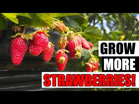How To Grow Strawberries From Runners Tips and Tricks 2019