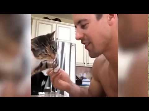😁 Funniest 😻 Cats Awesome Funny  Tiktok Animal  Video  Best Compilation 2020