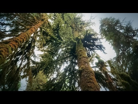 How Trees Talk to Each Other | Your Climate | BBC Earth Science