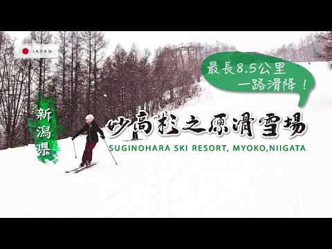 Video: 妙高杉之原滑雪場-⛷️雪道人超少!練功好地方，雪道最長8.5公里，一路狂飆刷新速度感！各種程度都友善的雪場~妙高杉ノ原