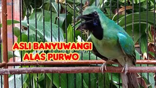 Download lagu ASLI ⁉️SUARA CUCAK IJO BANYUWANGI ALAS PURWO mp3