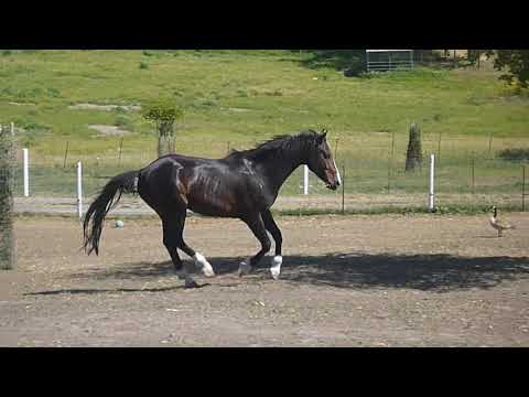 Rampage, Capone 1 x Baloubet du Rouet x Darco