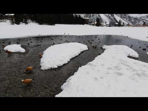 Obersee Arosa GR / Wasser - Riedvögel und Tauchenten beobachten
