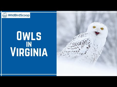 Types Of Owls In Virginia