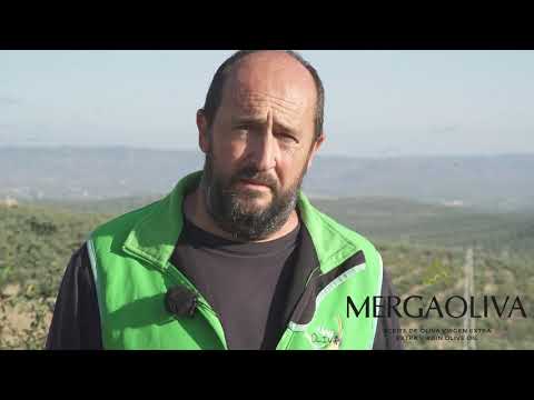 Elaboración del aceite - Mergaoliva Balsamic Orange 500 ml
