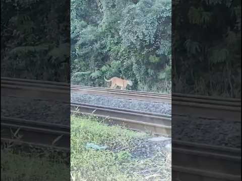 Atenção, onças na Serra do Cadeado em Mauá da Serra -Pr #onça #animals @biologohenriqueoficial #trem