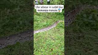 Download lagu detik-detik masyarakat eksekusi ular piton pemakan sapi -Sultra-buton😲😲😲#shortvideo #viralvideo mp3 Download lagu detik-detik masyarakat eksekusi ular piton pemakan sapi -Sultra-buton😲😲😲#shortvideo #viralvideo mp3