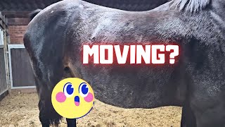 Is the foal moving? Coralle is smart! | The boss rides Queen👑Uniek! | Friesian Horses