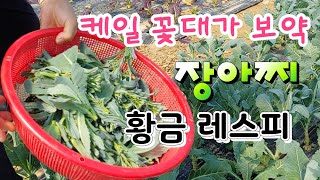 케일 꽃대가 보약이다 지금이 케일 장아찌 적기 케일 효능