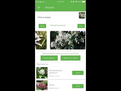 download lagu mp3 mp4 Clematis Armandii Hendersonii Rubra, download lagu Clematis Armandii Hendersonii Rubra gratis, unduh video klip Clematis Armandii Hendersonii Rubra