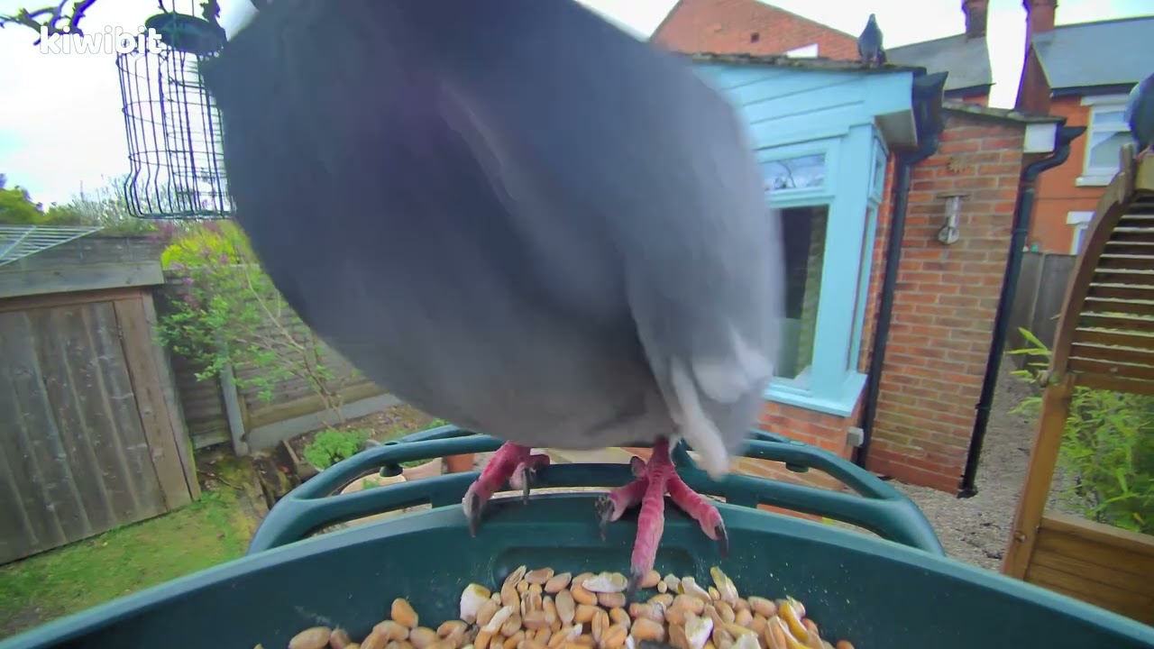 Kiwibit Bird Feeder: Rock Dove - YouTube