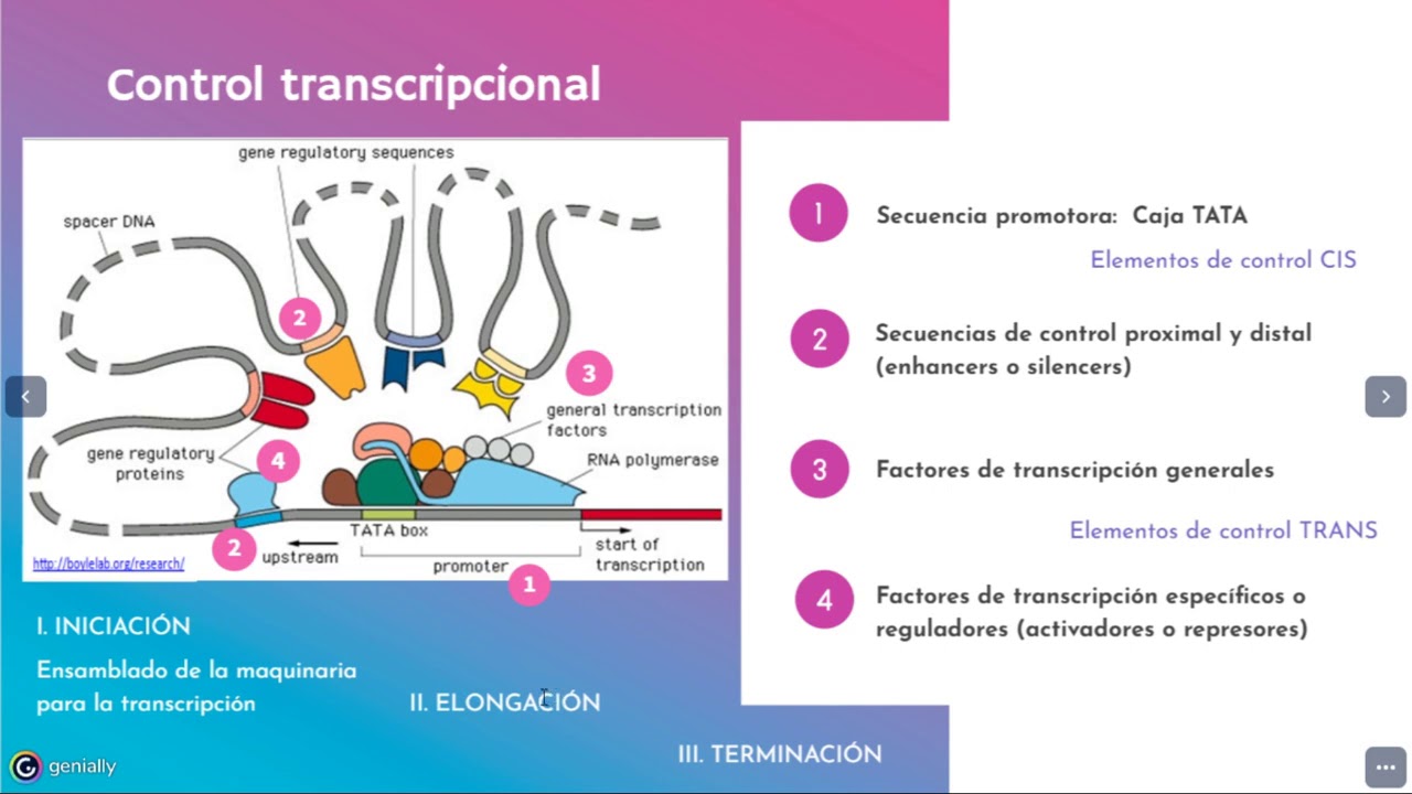 Control de la expresión genética