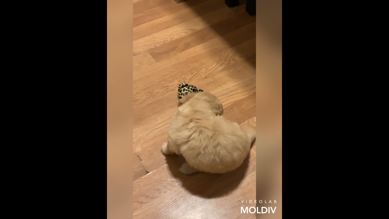 Bichonpoo Puppies For Sale in Grand Prairie, TX