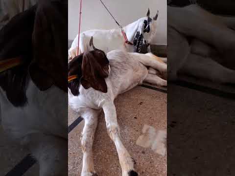 heppy  eid ul azah cute video