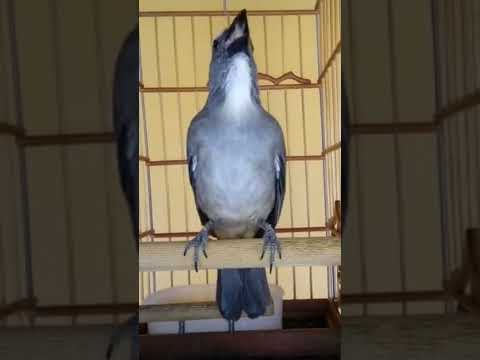 💥🔥 CARACA ! OLHA O CANTO DESSE TRINCA FERRO ! LINDO DEMAIS