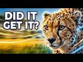 0 To 60 In 3 Seconds World S Fastest Predator In A High Stakes Chase