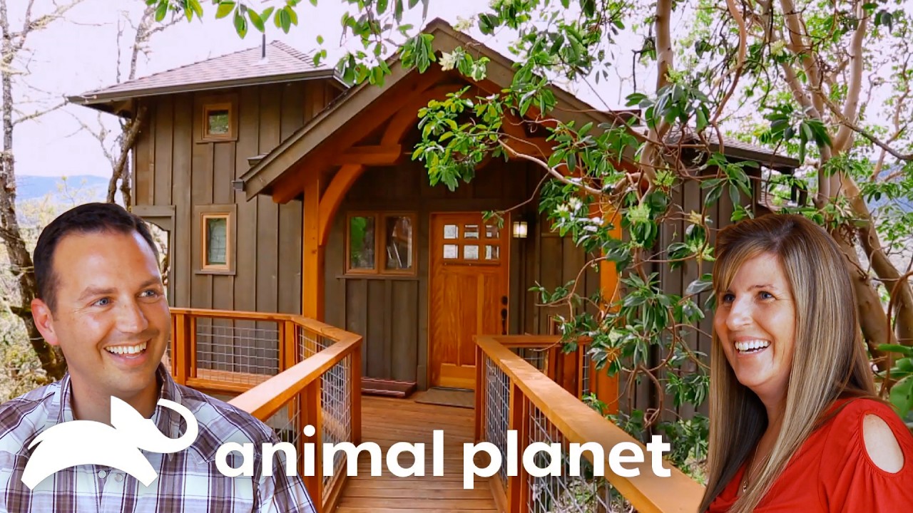 Treehouse Turned GUESTHOUSE | Treehouse Masters | Animal Planet