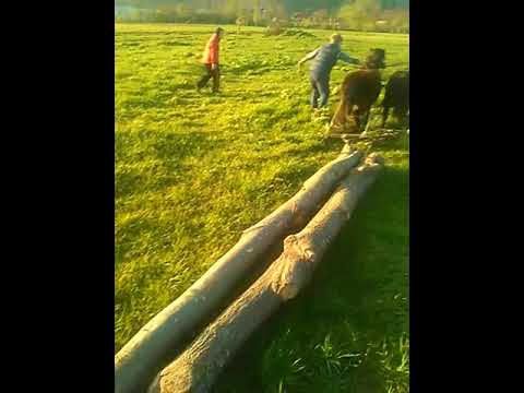 Ponii lui Danut de la Bratca