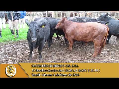 04-05-18 Venta de Novillos Gordos - Suc. de Brivio y Cía. S.R.L. - Tandil