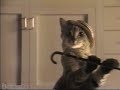 Meow Mix Dancing Cat Commercial 1992