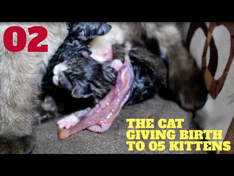 The cat gave birth to two kittens at once, so it took a longer time for the placenta to come out, wh