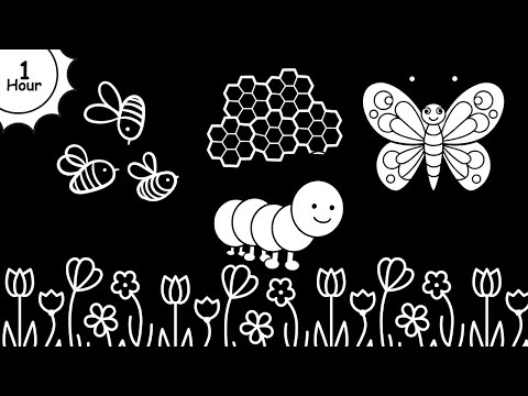 Black And White Baby Stimulation - Bees And Blossoms - Calming Sensory Video For Babies #baby 